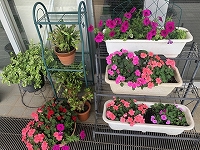 写真：プランターのお花