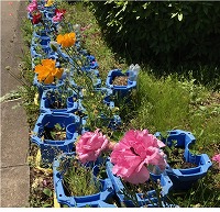 写真：ラナンキュラス