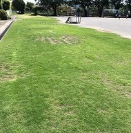 写真：5月7日の芝生