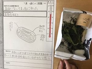 カイコの繭と観察記録