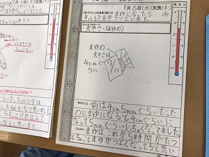 カイコの観察記録