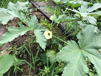 写真：オクラの花