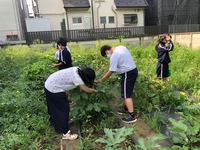 写真：収穫の様子