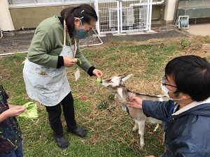 ヤギ体験学童の先生の様子