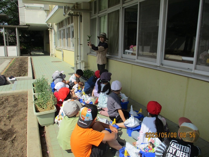 2年生 野菜の苗植え1