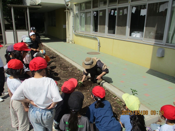 2年生 野菜の苗植え3