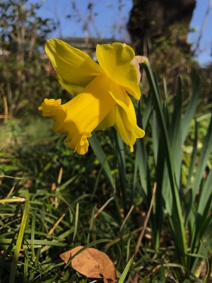 ラッパスイセンの画像