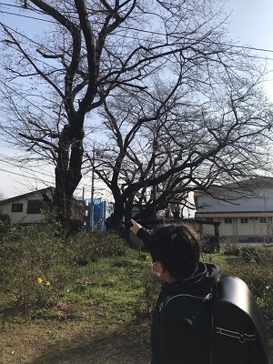 桜の木1枚目