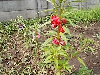 写真：裏庭のホウセンカ