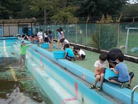 写真：プールでヤゴとりをする生徒2