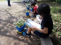 写真：アサガオの観察1