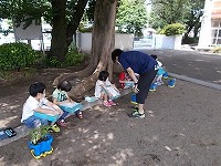 写真：アサガオの観察2