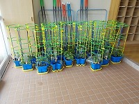 写真：避難させたアサガオ