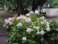 写真：アジサイの花