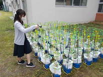 写真：ミニトマトの苗