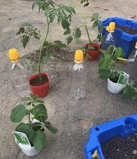 2年苗植えの様子2