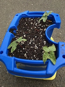 1年生活科の様子朝顔の芽