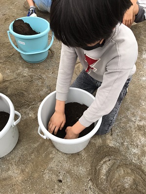 5年バケツ稲の様子2