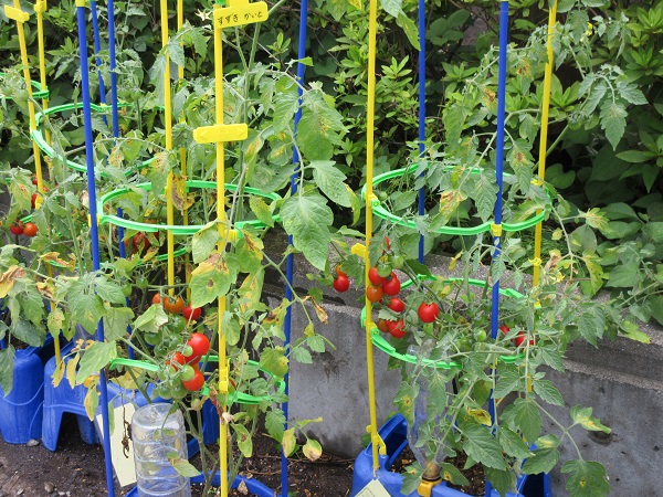 ミニトマトの写真