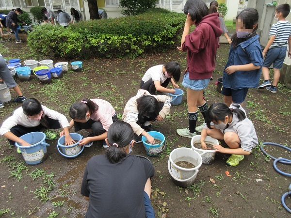 バケツ稲の写真
