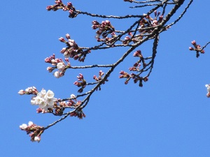 桜