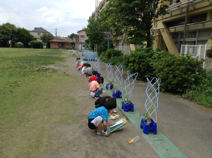 朝顔の観察の子供たちの様子
