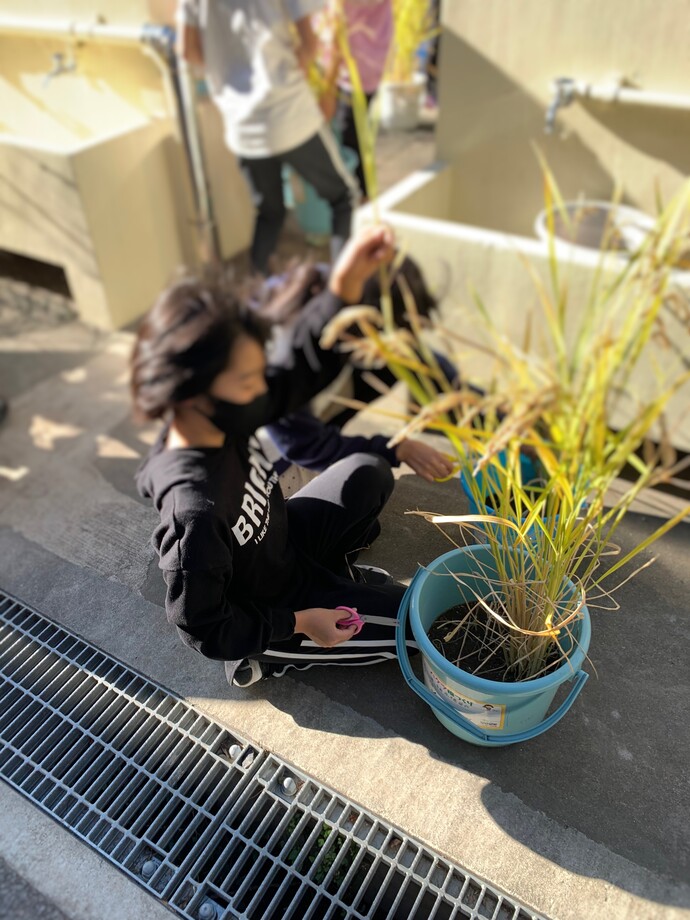 バケツ稲の収穫