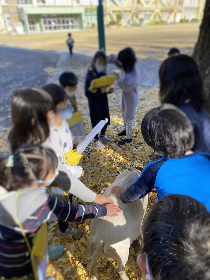 1年生やぎとのふれあい