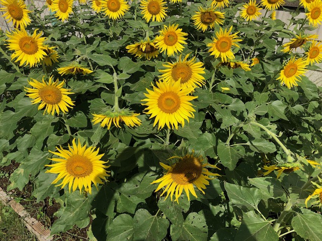 今日のひまわり