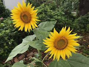 ヒマワリの様子