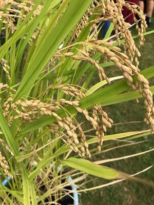 バケツ稲の様子1