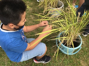 バケツ稲収穫の様子
