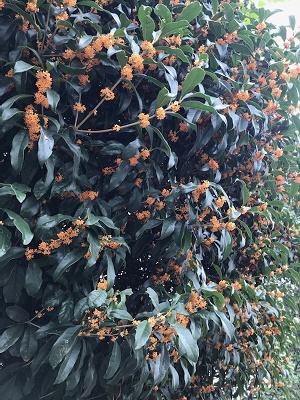 キンモクセイの様子