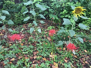 曼珠沙華の様子