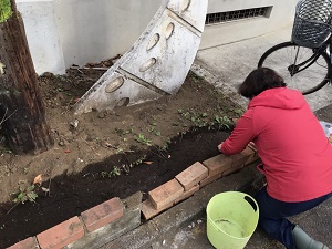 テッポウユリの世話の様子