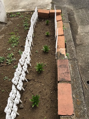 テッポウユリの様子