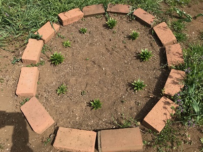 テッポウユリの様子2