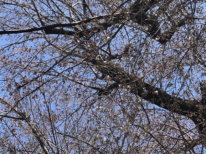 サクラ開花の様子