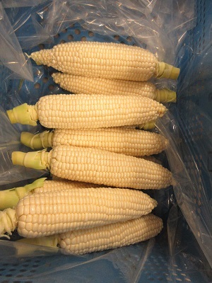 とうもろこし