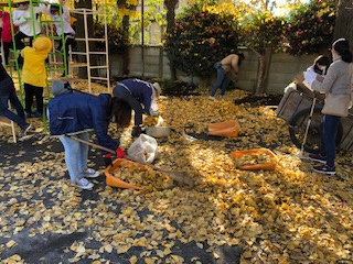 落ち葉掃き