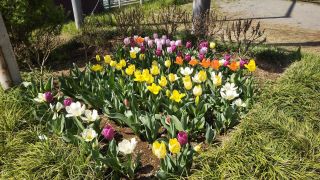 花壇のチューリップ