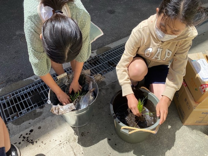 稲を植える5年生