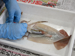 写真 イカの解剖