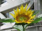 写真　ひまわり