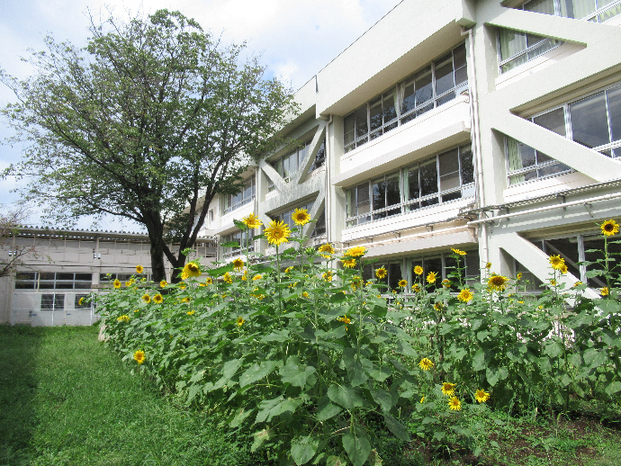 写真　ひまわり