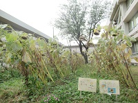 102日目 そろそろ収穫をしましょうか?