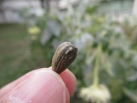 102日目 そろそろ収穫をしましょうか?