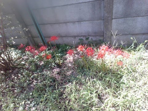 9月26日 学校の様子