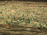 写真 チューリップ