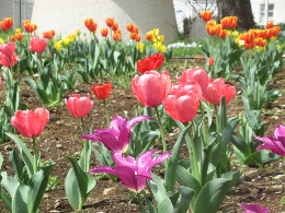 写真 チューリップ